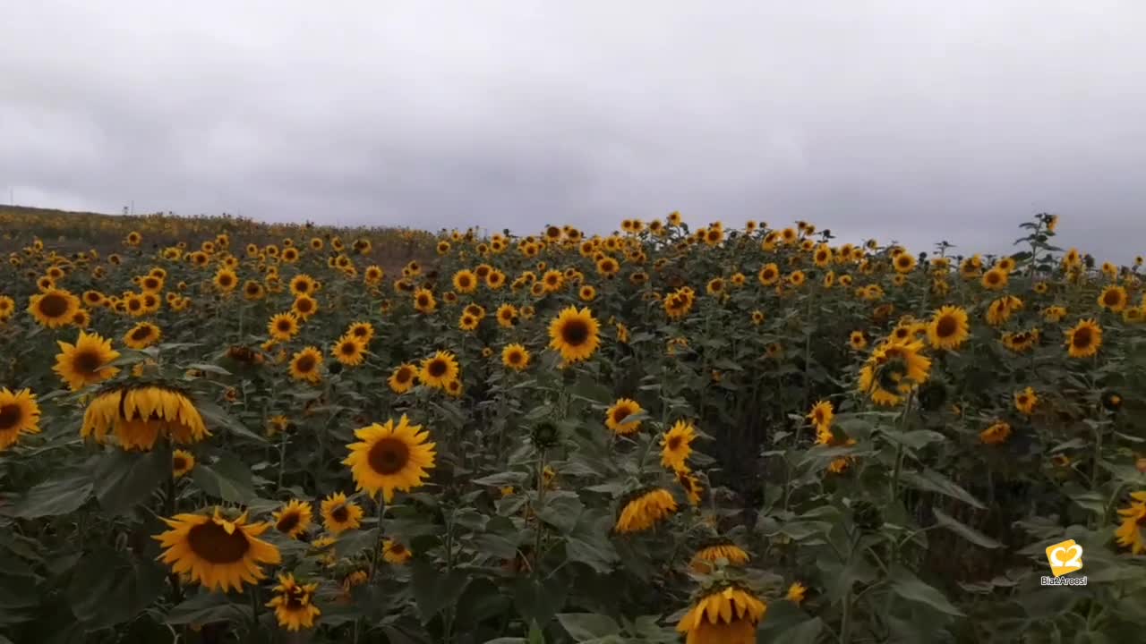 آتلیه عروس پرند در ساری